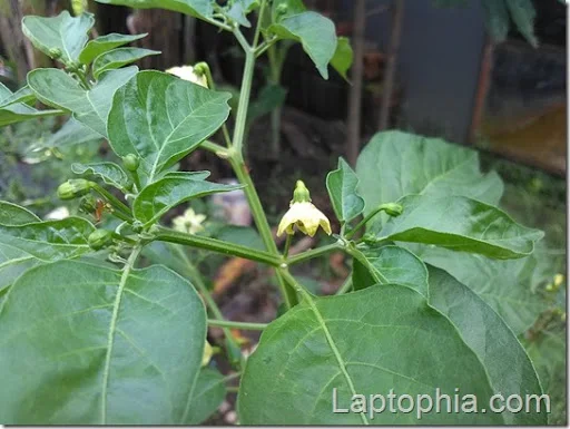 Hasil Foto Andromax A A16C3H