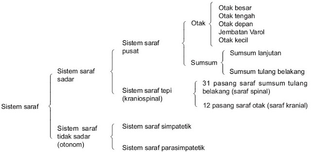 Gambar 1. Diagram susunan sistem saraf manusia