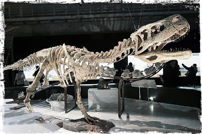 Dinosaur skeleton on display