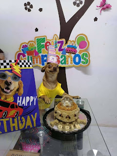 Adorable perrito no podría estar más feliz con su fiesta de cumpleaños