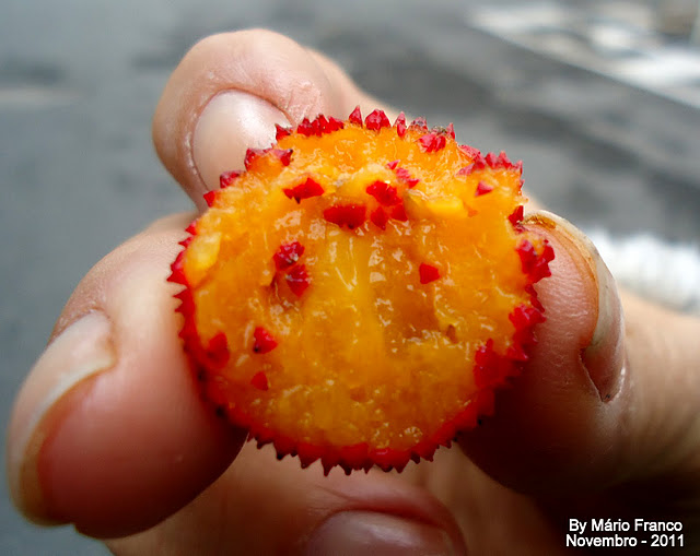 fruta pequena com polpa carnosa