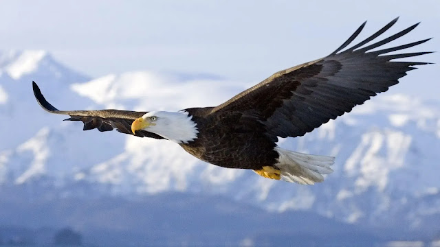 Bald Eagle