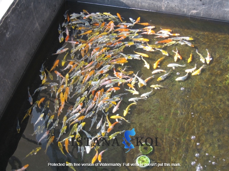 jual ikan koi Pancoran Jakarta Selatan