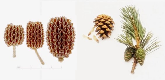 Apa Perbedaan Tumbuhan Cemara dengan Tumbuhan Pinus GOMUMU