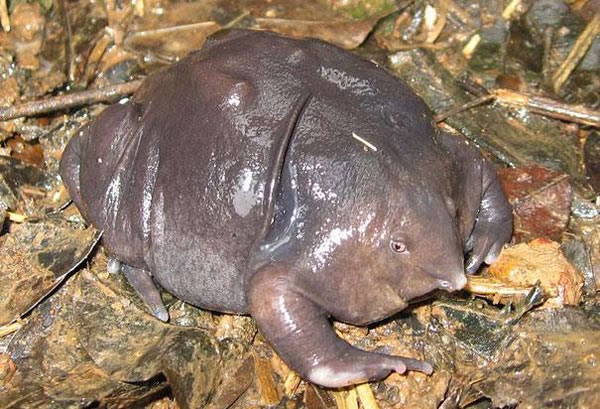 Animals You May Not Have Known Existed - Indian Purple Frog