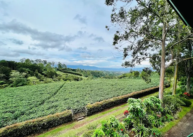 Coffee Plantation In Alajuela