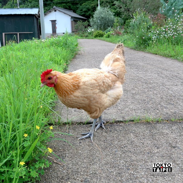 【犬島生活的植物園】文青風溫馨可愛小溫室　還養雞在路上亂跑