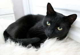 mitos tentang kucing hitam