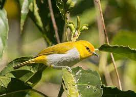 Kacamata Wallacea, Si Burung Kuning Endemik Flores yang Dilinduingi
