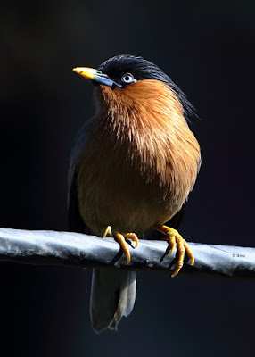 Brahminy Starling