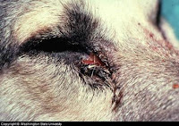 Dog Eye Treatment5