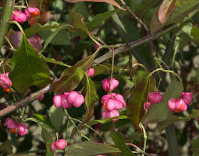 Spindle fruits, Euonymus europaeus.  Scadbury Park, 11 September 2011.