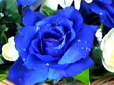 into a beautiful blue rose