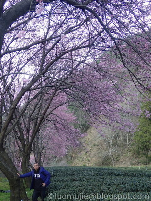 Wuling Farm cherry blossoms