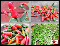 Bird Peppers