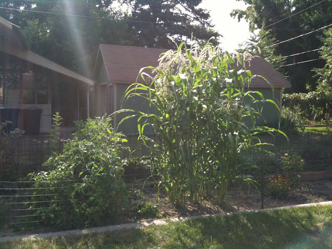 my first garden