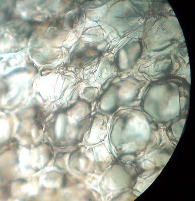 Tomato Cells.Magnification - 100 times.