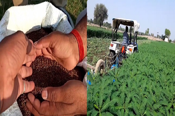 Haryana-government-aims-to-distribute-35-thousand-quintal-dhaincha-seeds-to-farmers-at-80%-subsidy