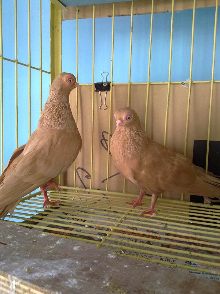 https://www.facebook.com/pages/Pigeon-Project-Riaz/544180285703635