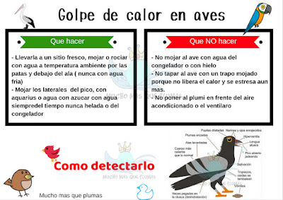 Golpe de calor en aves, que hacer y como detectarlos, Golpe de calor en agapornis, que hacer y como detectarlos