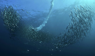 Sardine Run Shark Feeding Frenzy Phenomenon in Africa