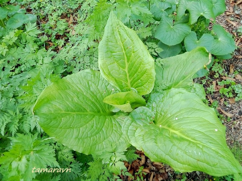 Связноплодник почколистный (Symplocarpus renifolius)