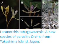 https://sciencythoughts.blogspot.com/2016/12/lecanorchis-tabugawaensis-new-species.html