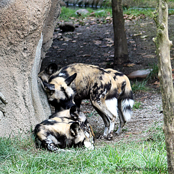 Four African painted dogs - two standing, two lying on the ground