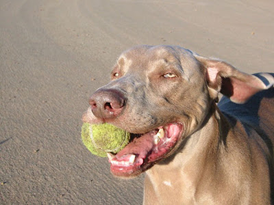 Dog and Ball