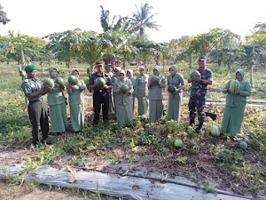   Dandim Aceh Utara Panen Raya Buah Semangka di Lahan Tidur