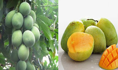 Tips Budidaya Buah Mangga Harum Manis Cepat Sukses