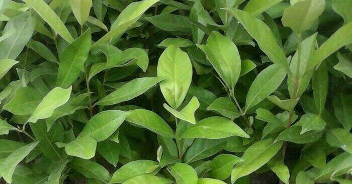  Jual  Bibit  Daun Salam Banyak Manfaat Harga Terjangkau 