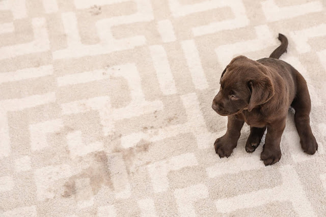 Carpet Cleaning in Denver CO