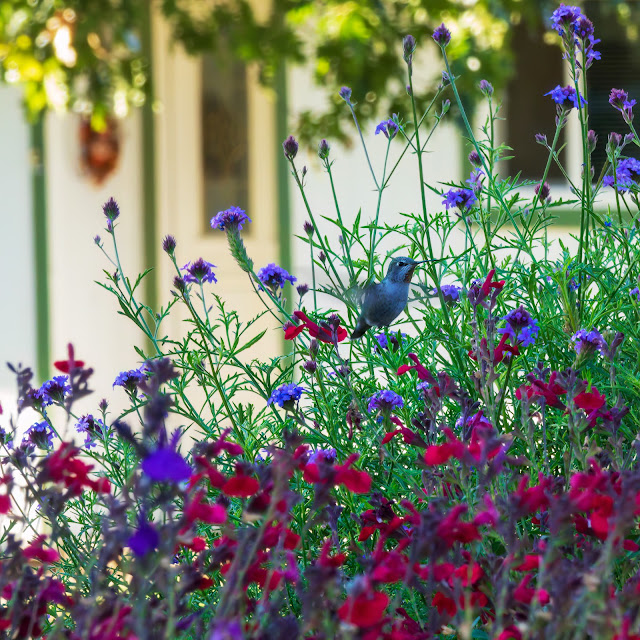 Hummingbird in beautiful flowers Apple Hill Placerville California