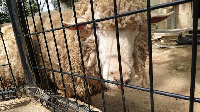 大阪府池田市 五月山動物園