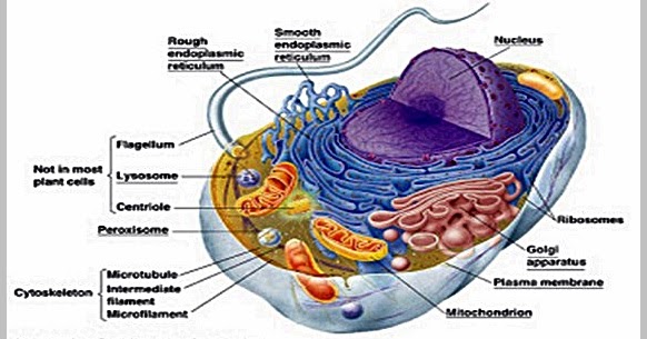 Gambar Sel Hewan dan Sel Tumbuhan Beserta penjelasannya  