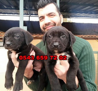 satılık cane corso yavruları antalya, antalyadan satılık cane corso yavruları, cane corso ilanları, sahibinden satılık cane corso yavruları antalya , cane corso yavruları fiyatları, satılık cane corso yavrusu fiyatları, cane corso yavru bakımı, cane corso yavru fiyatı, cane corso yavru fiyatları, cane corso yavru nasıl beslenir, cane corso yavru beslenmesi, cane corso yavru özellikleri, cane corso yavru eğitimi, cane corso satılık yavru, cane corso satılık yavru antalya, italyan mastiff cane corso yavruları satılık,