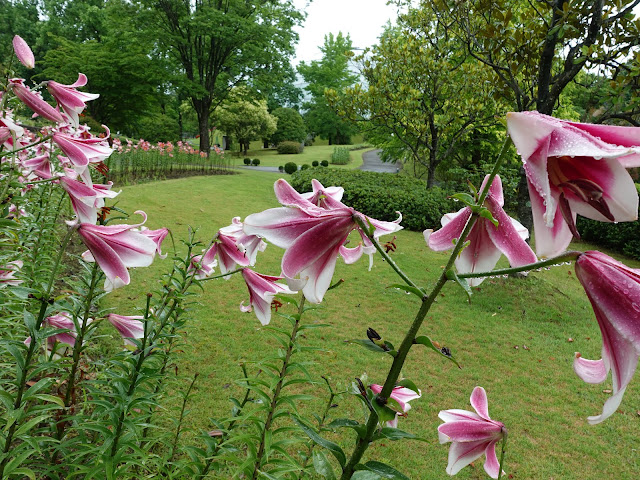 鳥取県西伯郡南部町鶴田　とっとり花回廊　ユリ（百合）