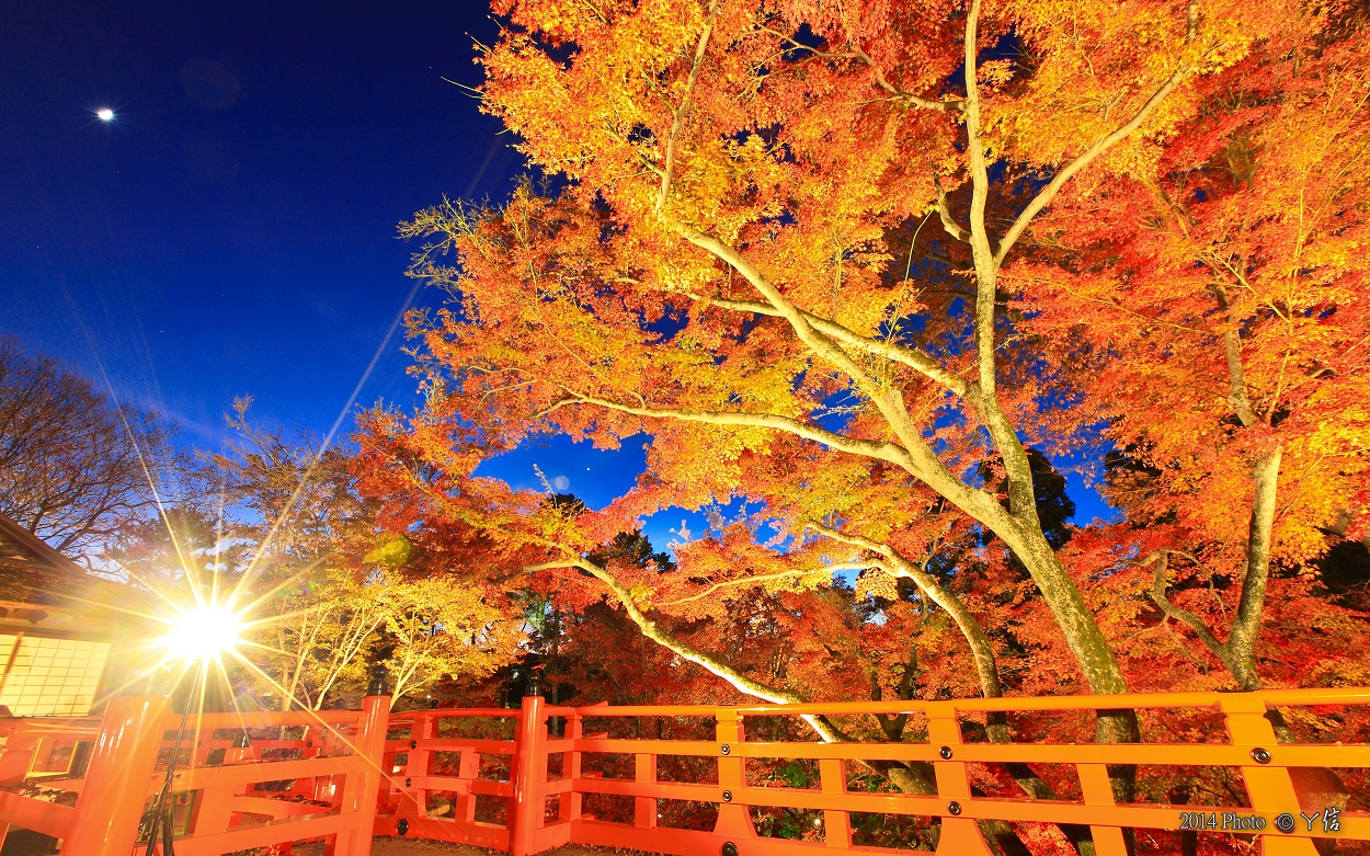 自由eye旅行 Japan S Beautiful Scenery 京都 夜楓華 Kyoto 紅葉ライトアップ