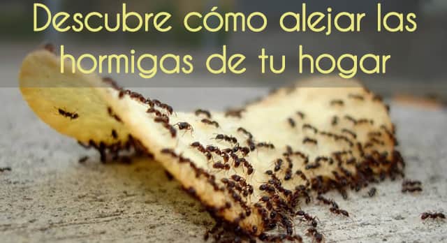 12 ingredientes naturales que alejarán las hormigas de tu hogar