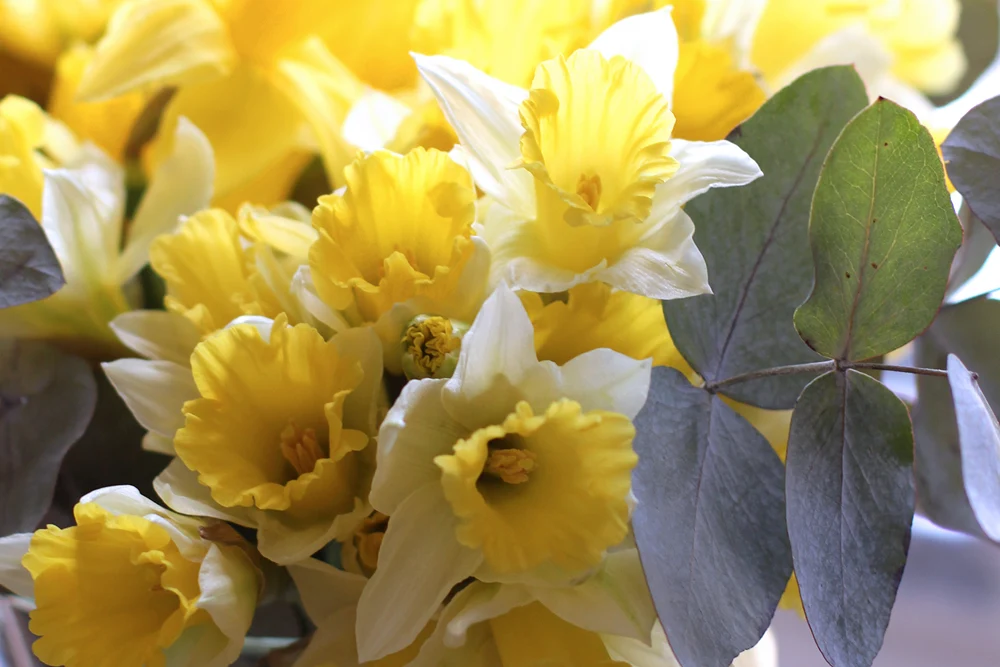 Fresh daffodils in spring - London style blogger