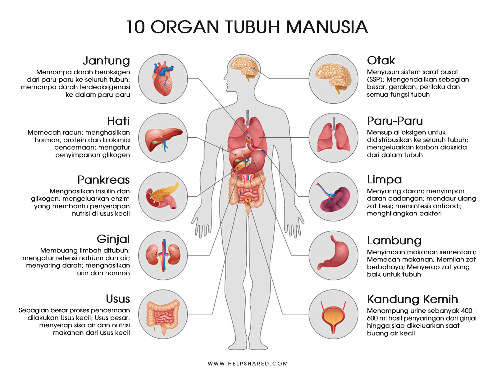 gambar organ tubuh manuasia