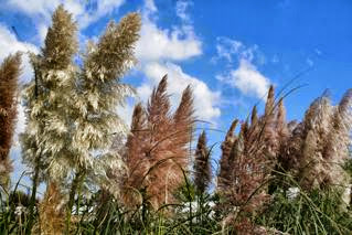 Cortaderia selloana