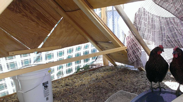 Interior of A-Frame Chicken Coop - M Burgess - All Rights Reserved