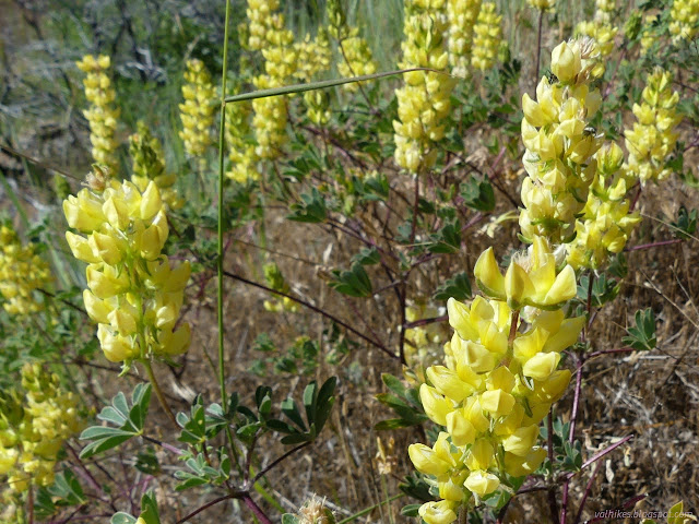40: yellow flowers stalks