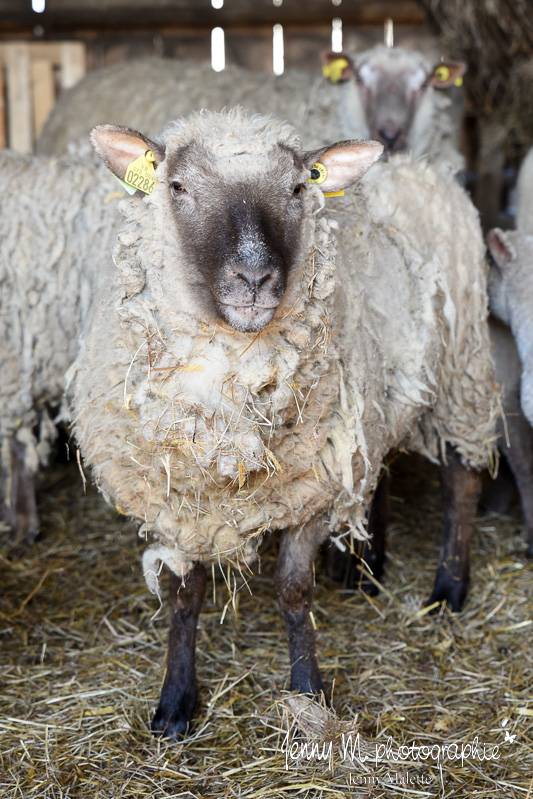 photo mouton brebis