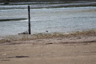 Little Stint