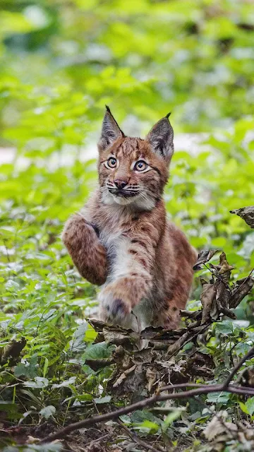 Lince Pardo Selvagem na Natureza