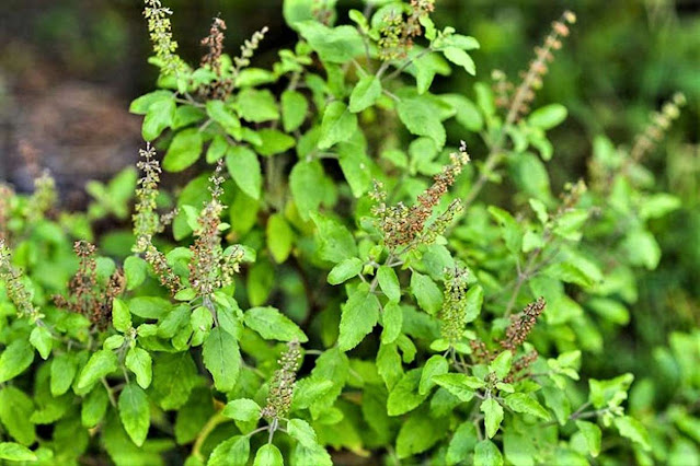 Tulsi Plant Benefits