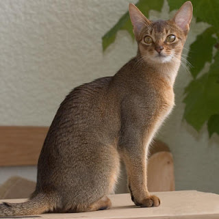 Abyssinian Cat Picture